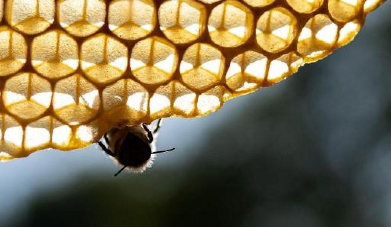 Bijen in Rusland sterven massaal door ongecontroleerd pesticidegebruik