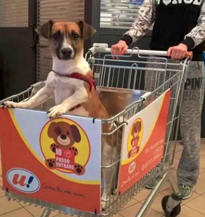 In deze Italiaanse winkel gaat je hond gewoon mee shoppen
