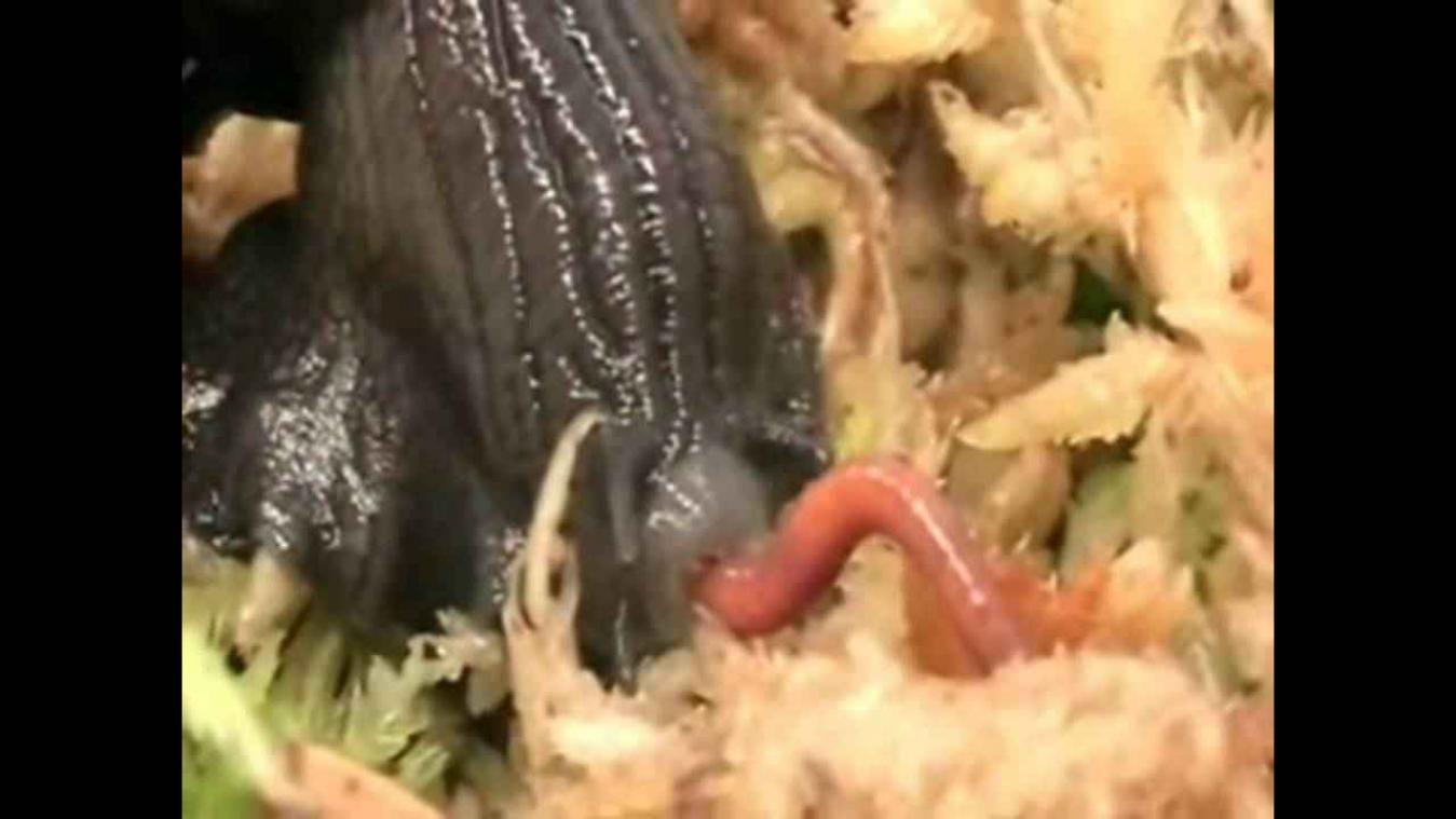 Slak slurpt een worm razendsnel op