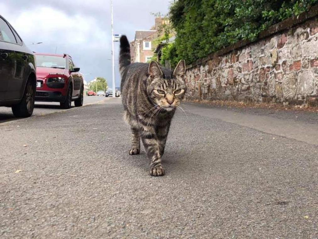 BIZAR. George de kat rijdt in z'n eentje met de bus, trein en auto