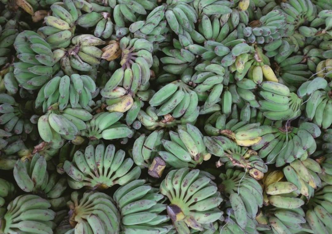 Goed 14% van voedselproductie geraakt niet in de winkel