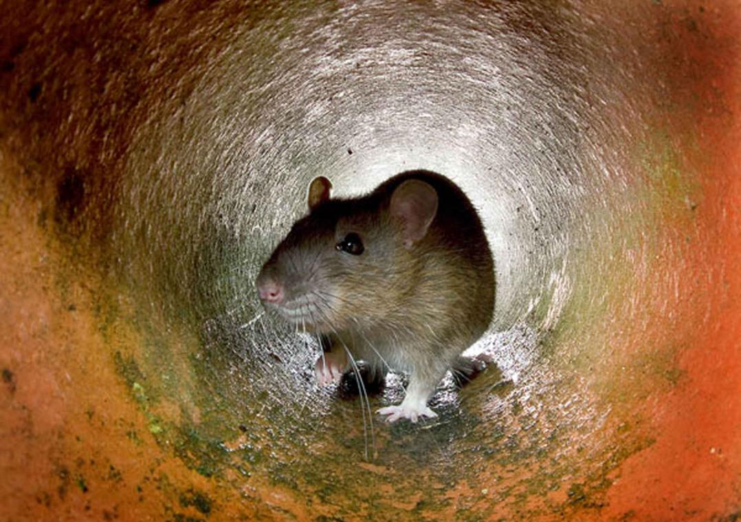 Rat bijt man in het achterwerk terwijl hij op het toilet zit