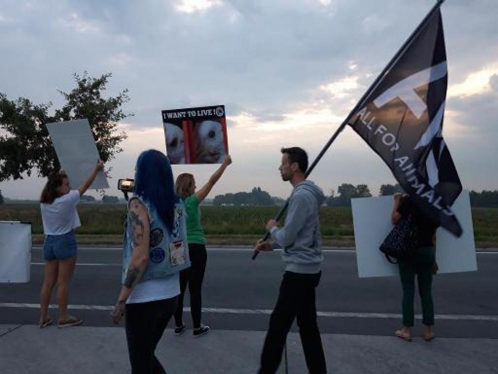 Animal Rights daagt slachthuis VanDrie voor de rechter