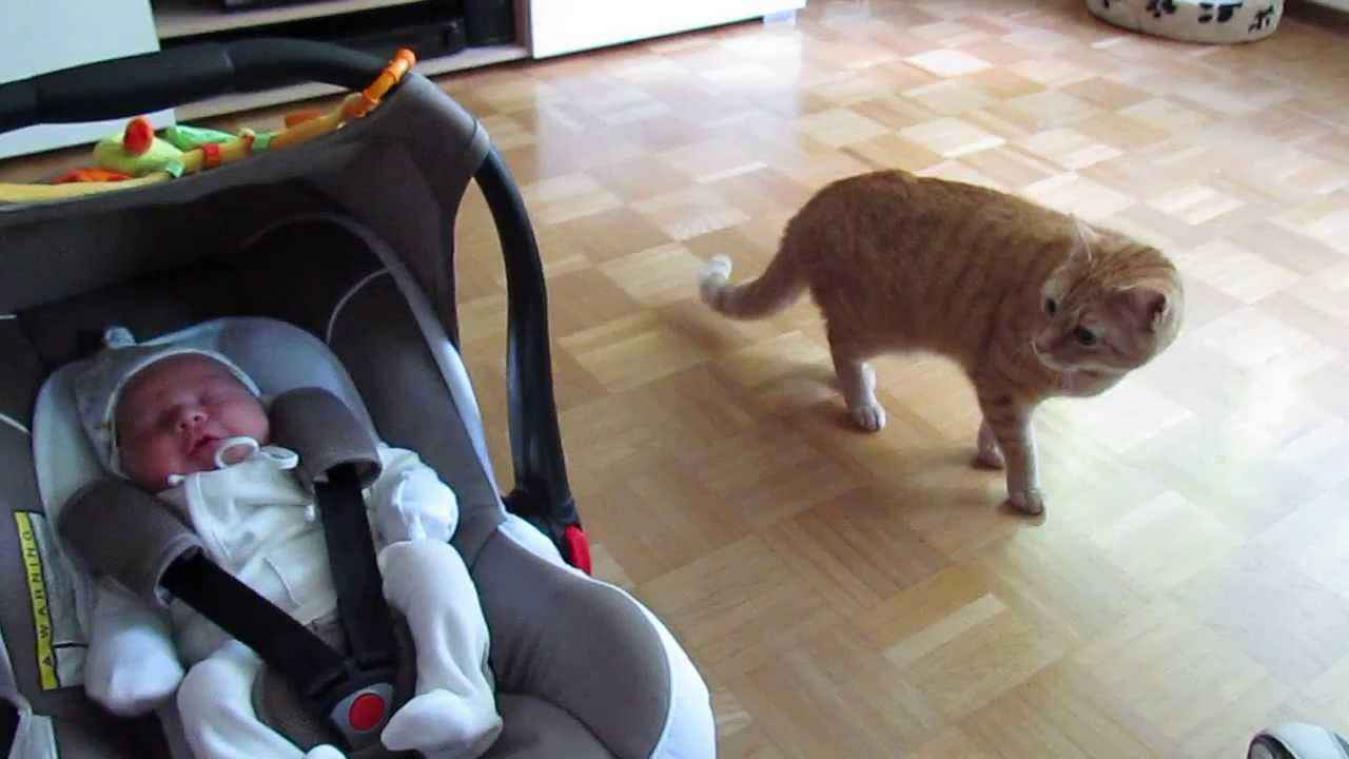 Kat ontmoet pasgeboren baby voor de eerste keer