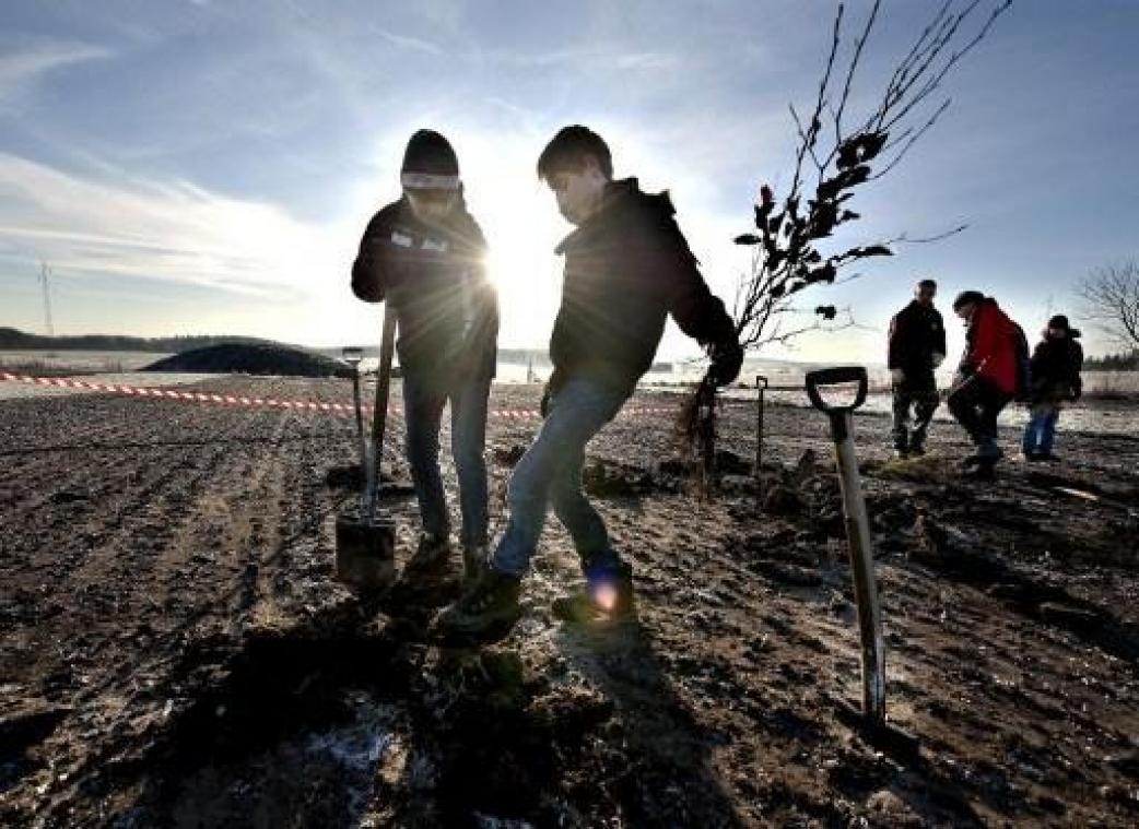 Wetenschap verdeeld over het massaal aanplanten van bomen