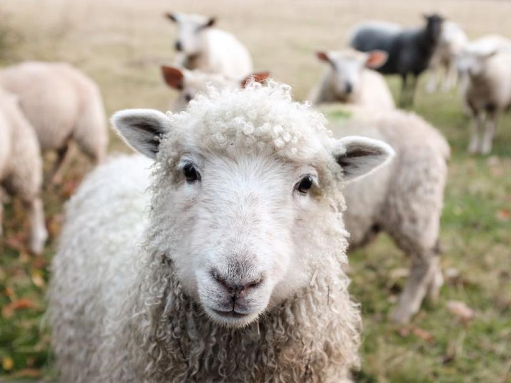 Dit merk geeft je een schaap cadeau bij elke aankoop