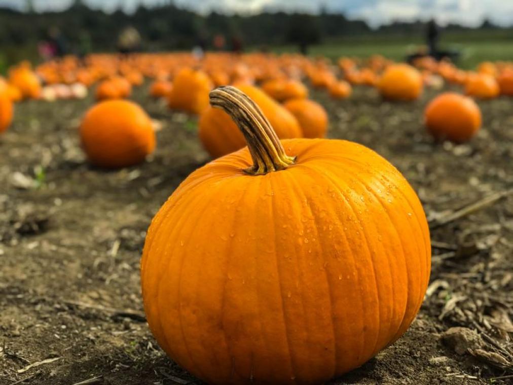 Vijf tips om de herfstvakantie goed in te zetten