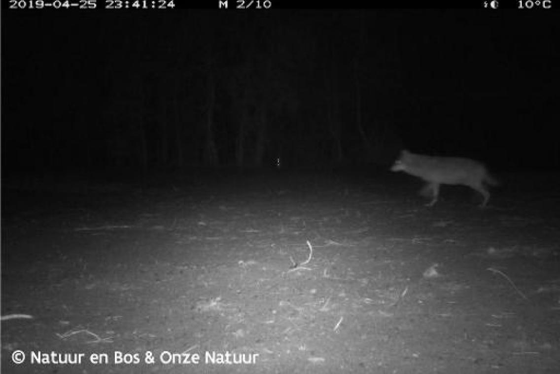 Na dood van wolvin Naya: Vlaming keert zich tegen jagers