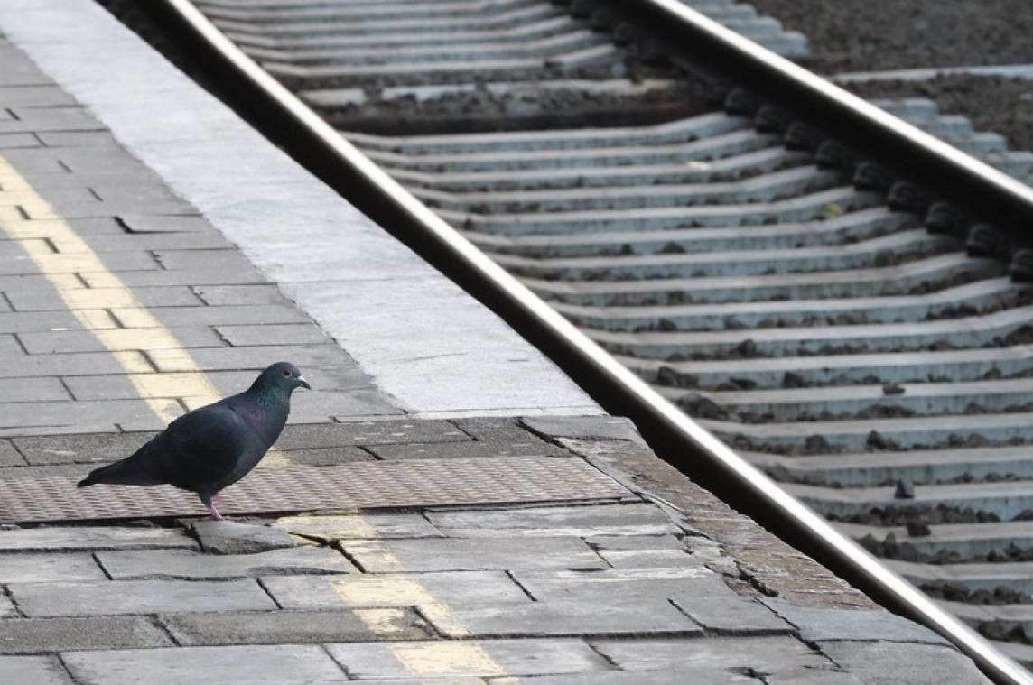 NMBS snijdt fors in treinverkeer tijdens de verlengde weekends