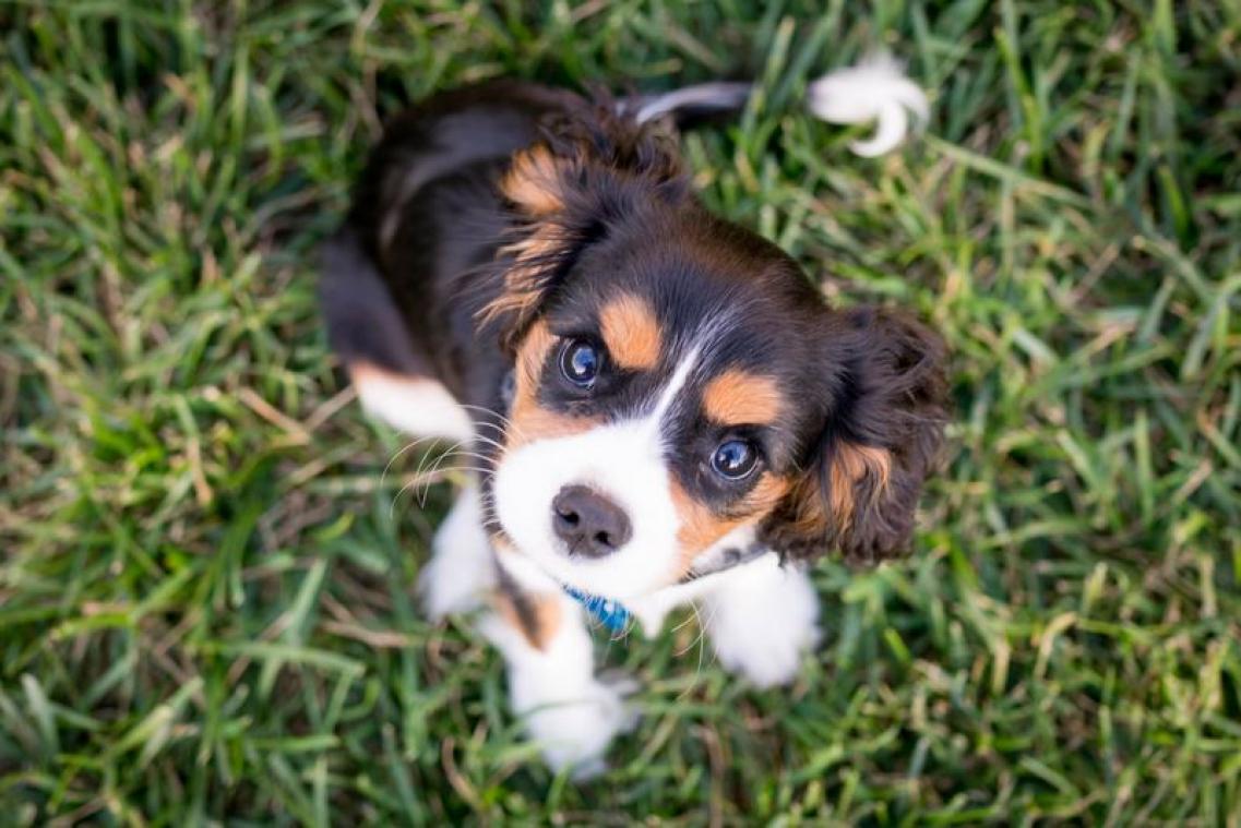 Australische nachtclub krijgt kritiek op gratis puppy's