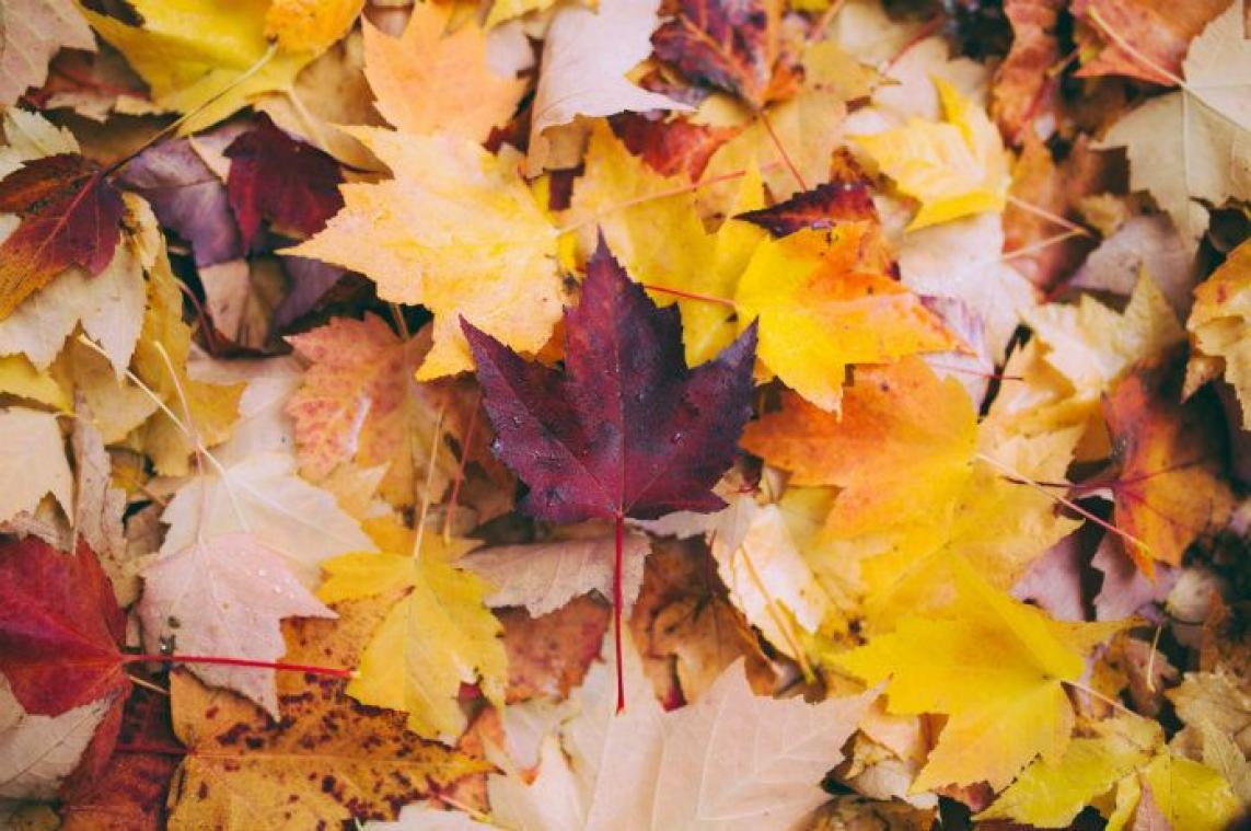 Man veroordeeld voor ontucht met herfstbladeren