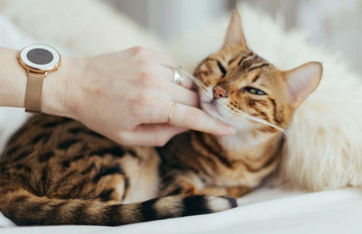 Vrouw op sterven na dood nadat kat haar krabt