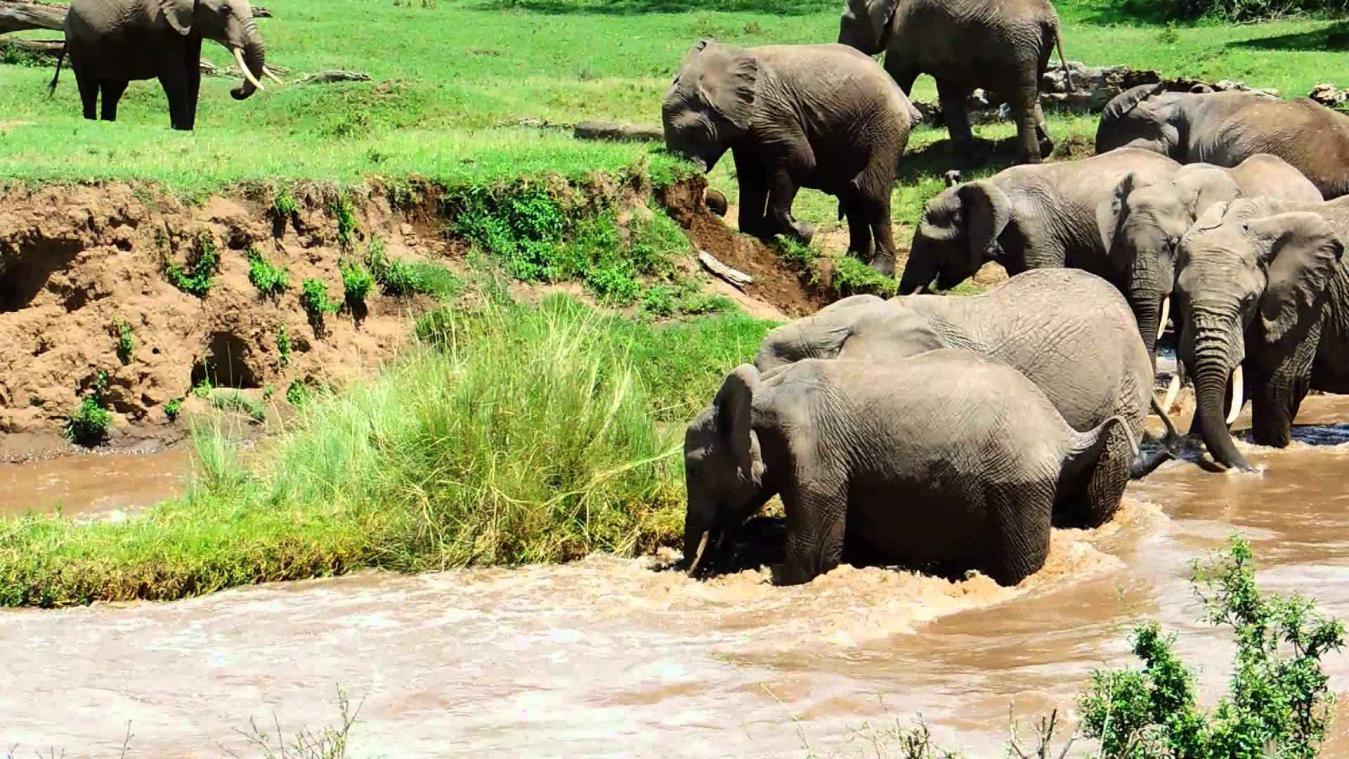 Olifant kan haar kalfje op het nippertje redden van sterke stroming