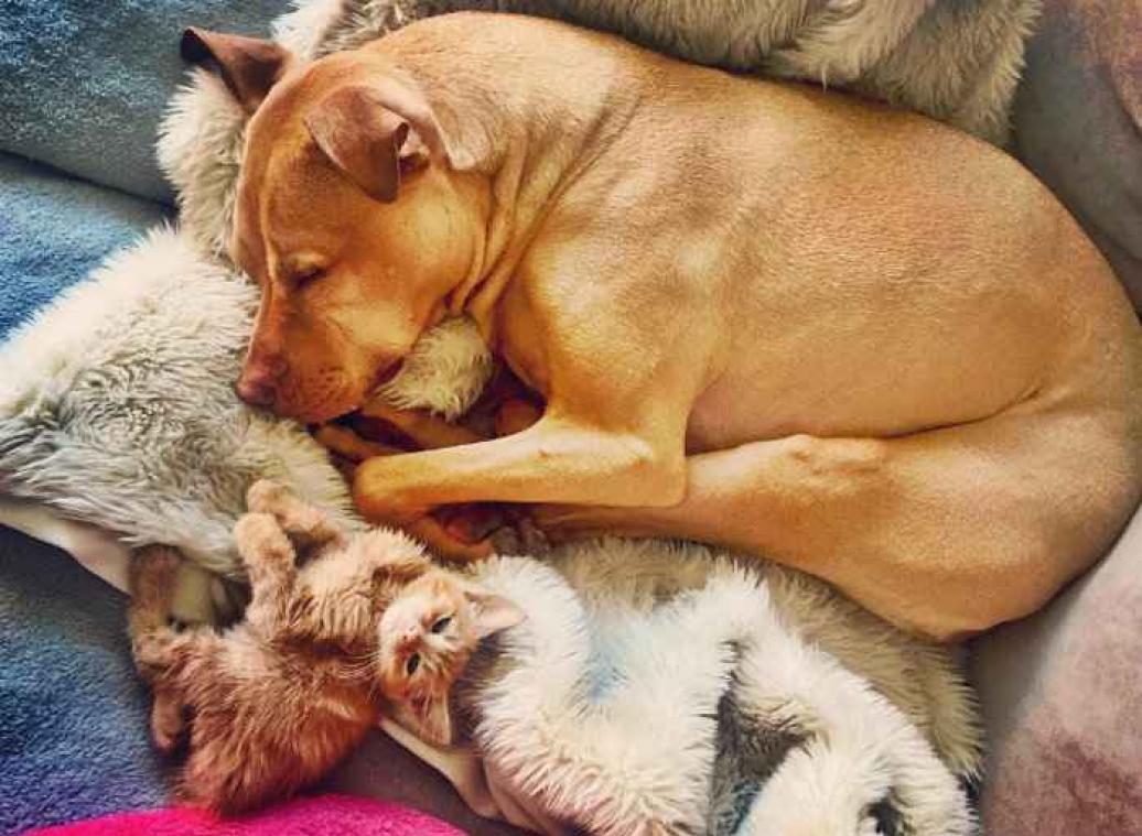 Bubba de pitbull krijgt zijn eigen katje