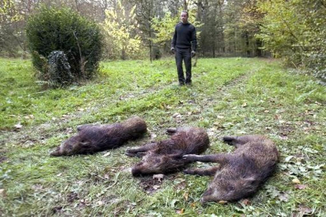 Animal Rights voert actie tegen jachtrechten op everzwijnen