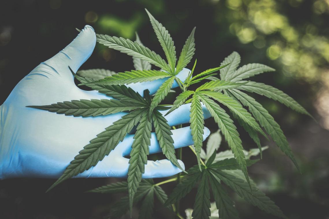 Recordvangst cannabis gevonden in Frankrijk