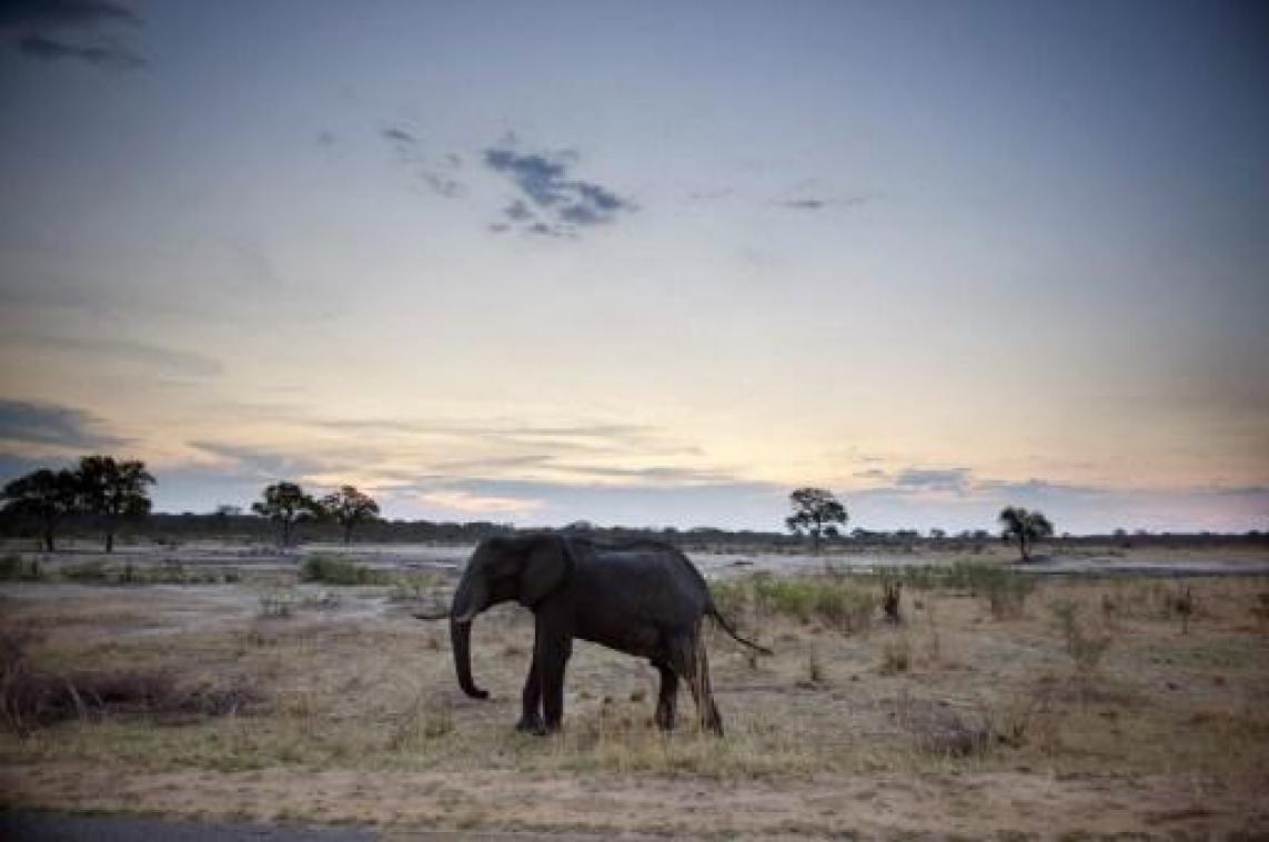 Zimbabwe wil honderden olifanten verhuizen wegens droogte
