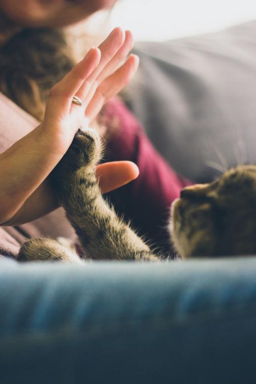 Twee op de drie kattenbaasjes spenderen liever tijd met kat dan met vrienden