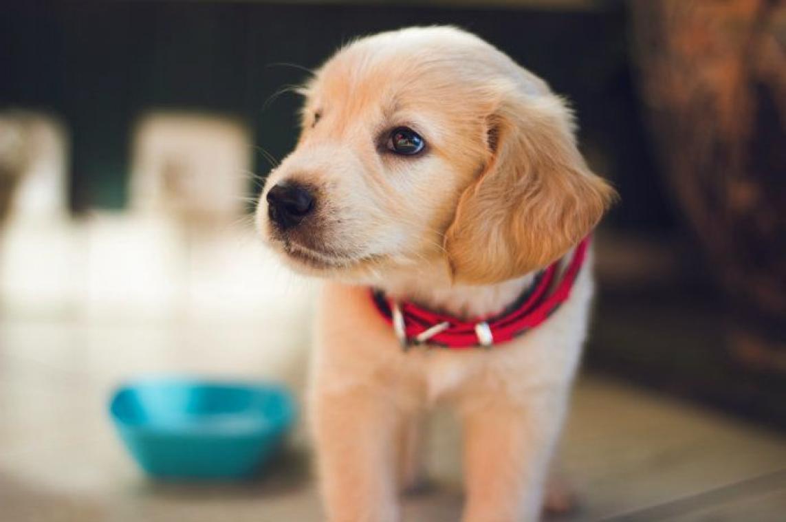 Deze schattige puppy heeft twee staartjes