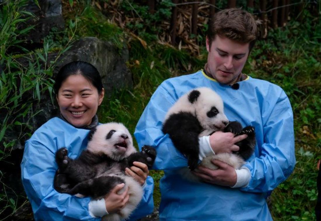 Tweeling reuzenpanda's Bao Di en Bao Mei gedoopt
