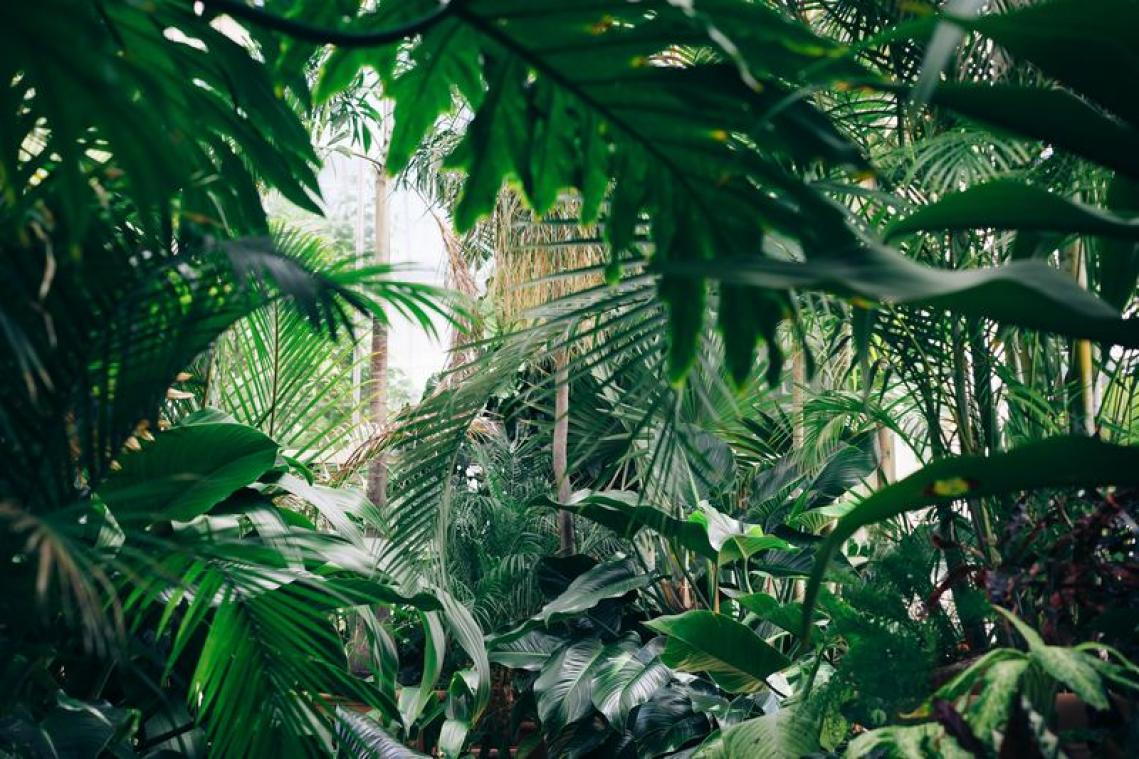 De ultieme gift guide voor plant lovers