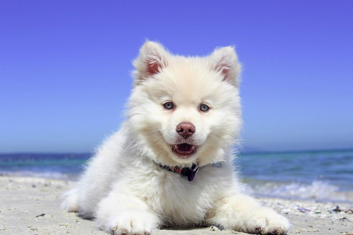 Vrouw vliegt de wereld rond zodat hond niet wordt opgegeten
