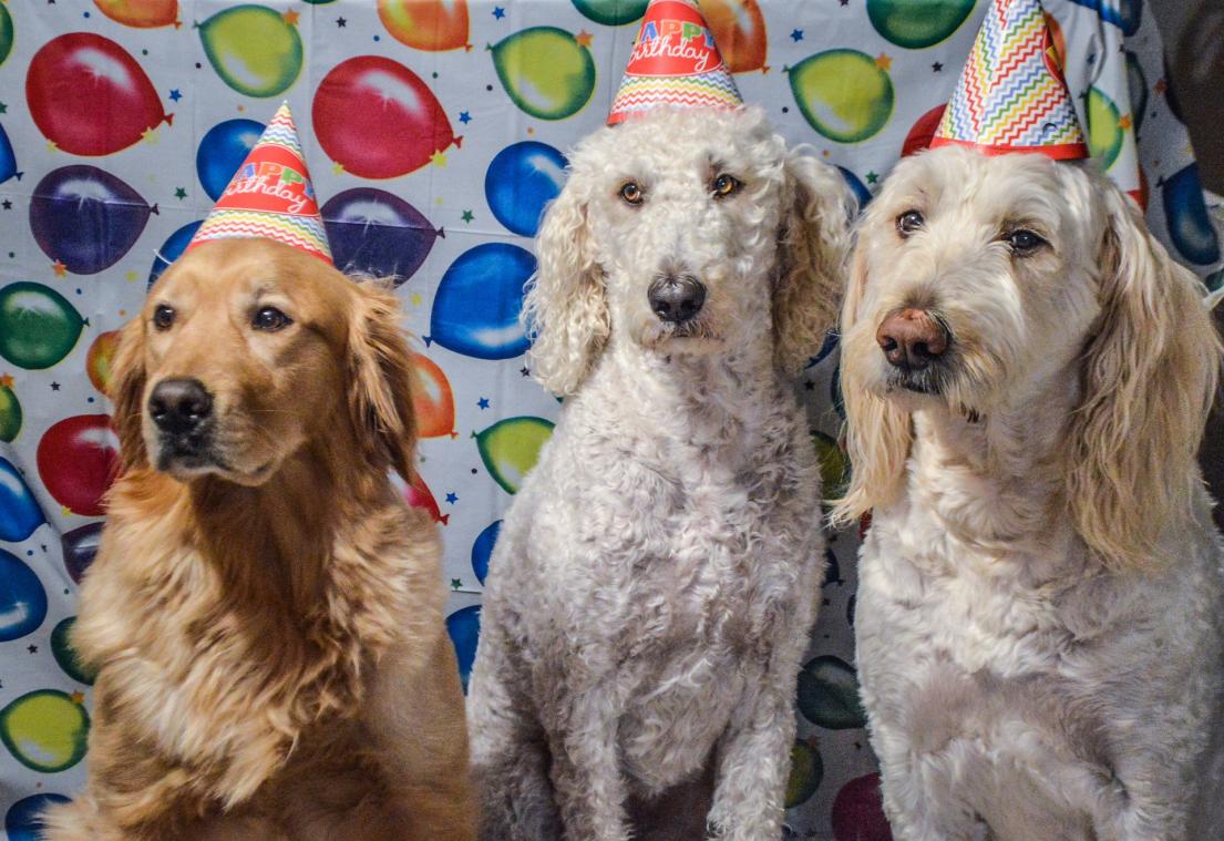 Doe niet meer gewoon maal zeven: dit is de échte leeftijd van je hond