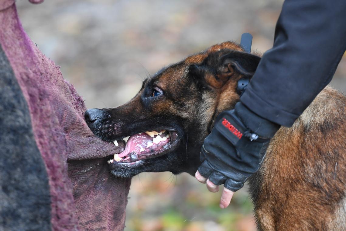 Zwangere vrouw verscheurd door loslopende honden in Frans bos