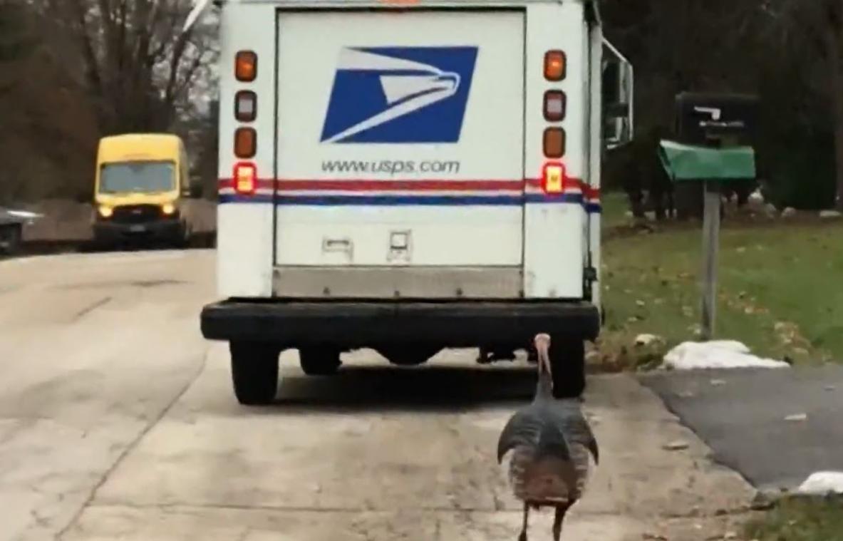 VIDEO. Amerikaanse postbode wordt al maanden gestalkt door kalkoen
