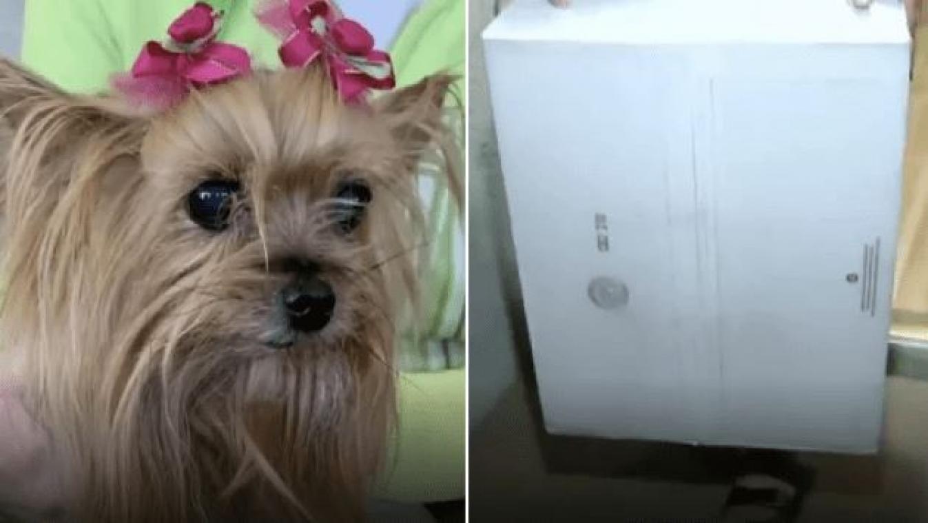 BIZAR. Hond overlijdt nadat hij verpletterd wordt door zwaar pakket van gehaaste pakjesbezorger
