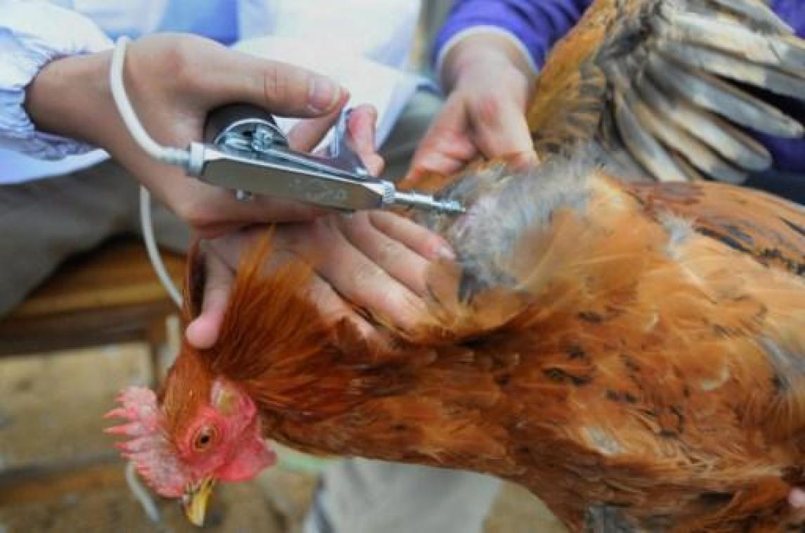 Vlaamse regering vergoedt pluimveebedrijven na uitbraak vogelgriep