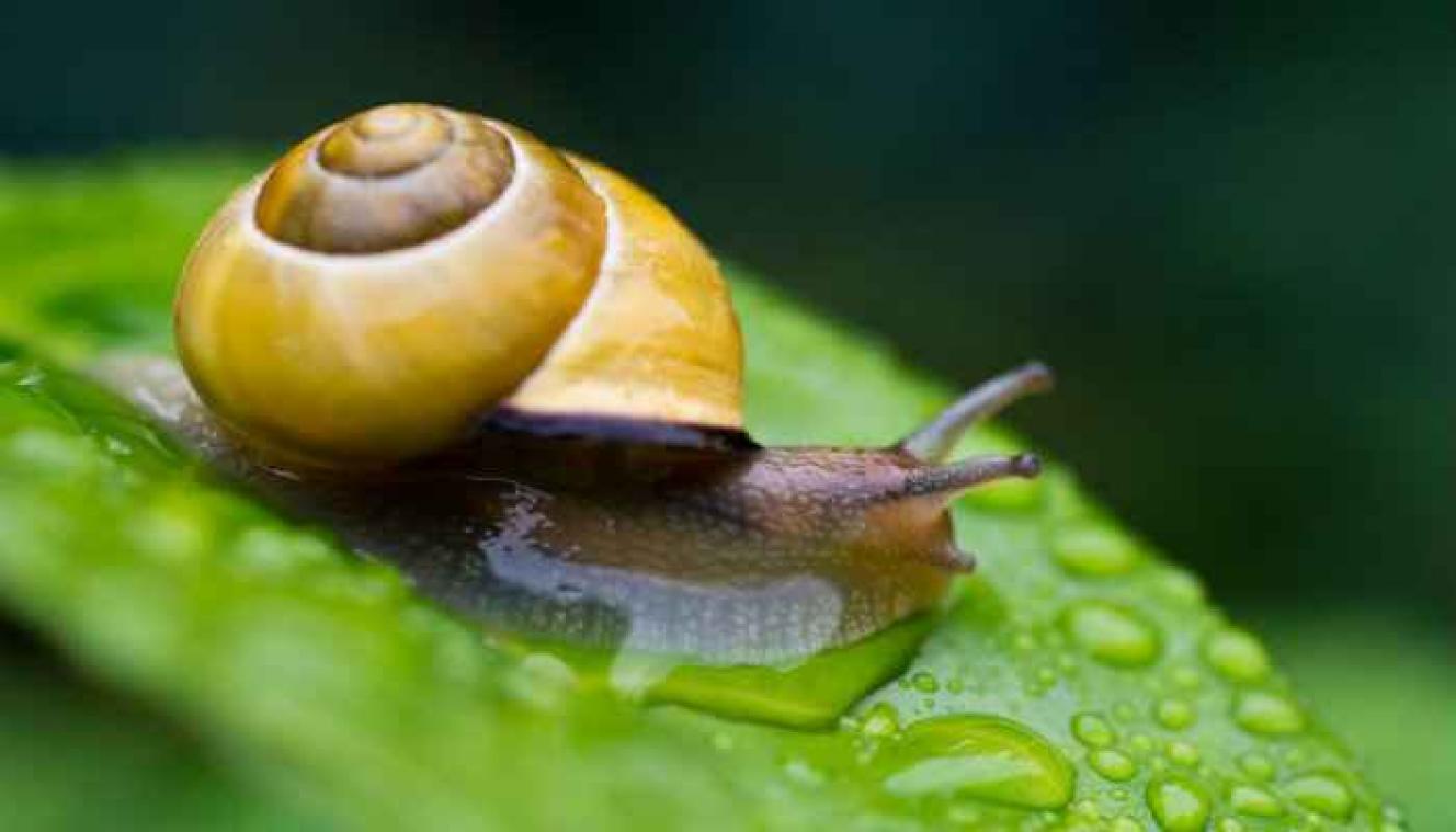 De beste manier om slakken te verjagen uit je tuin? Ze 20 meter ver gooien