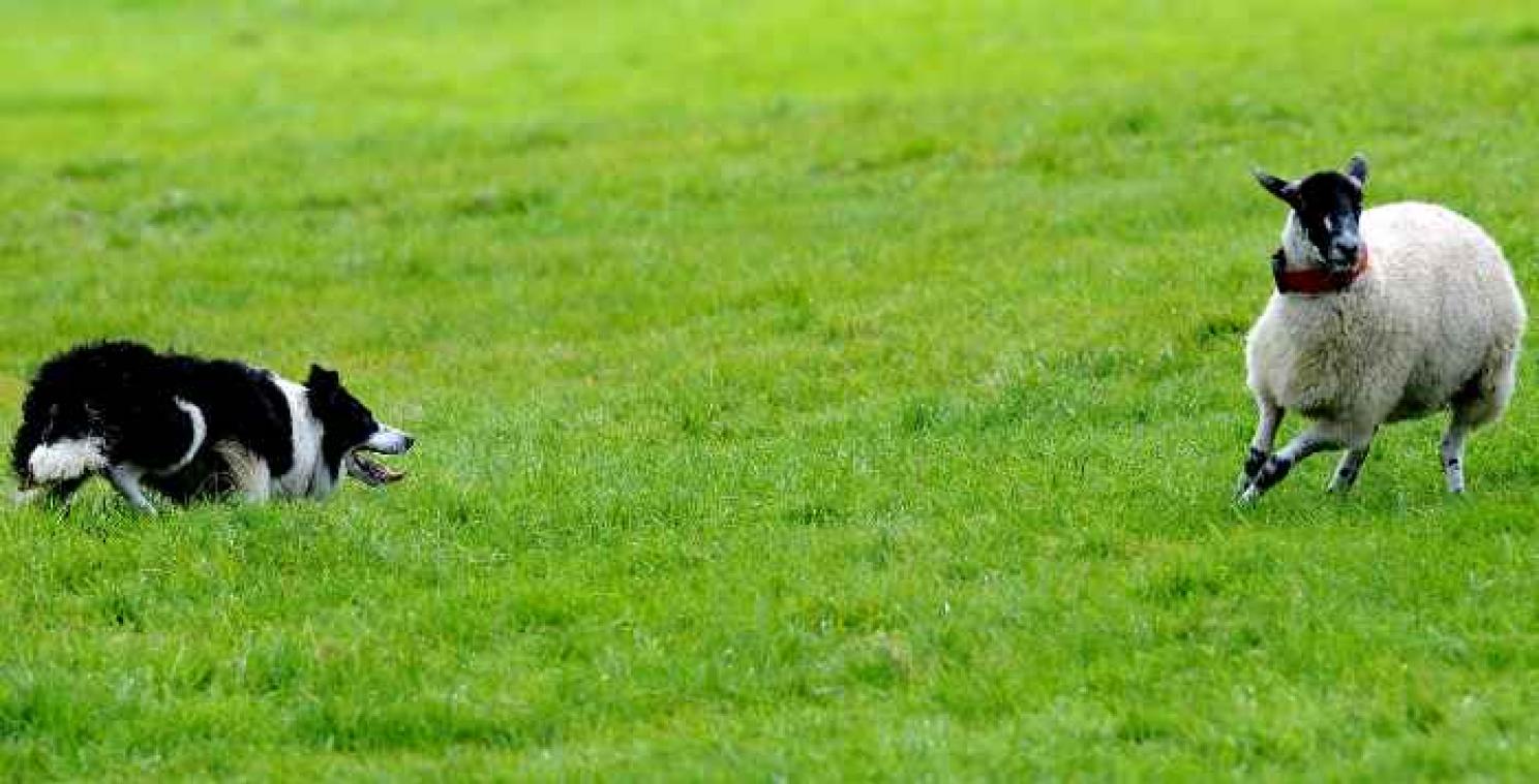 Herdershond met heimwee legt bijna 400 kilometer af om huiswaarts te gaan