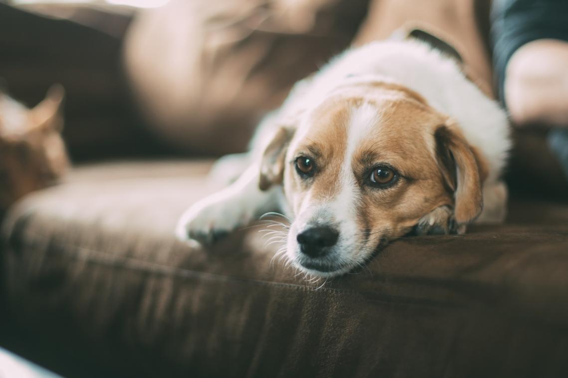 Honden hebben een hekel aan knuffels