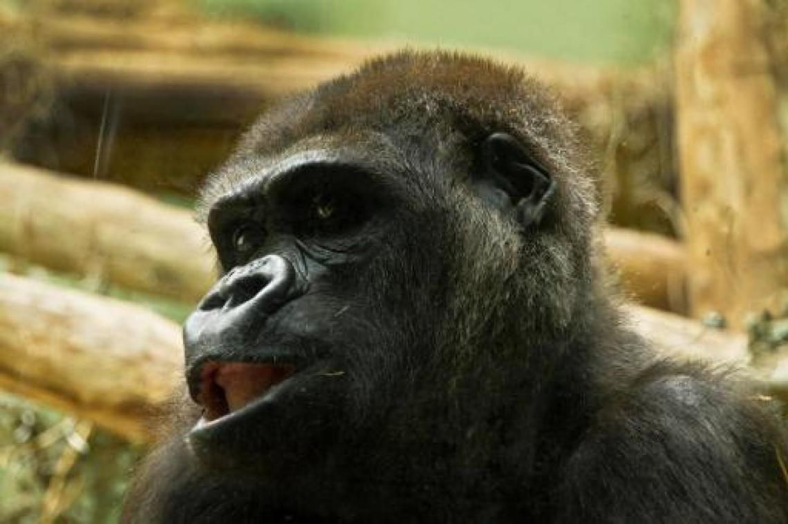 Gorilla Mambele verwacht kleintje in Zoo Antwerpen