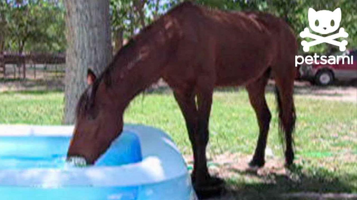 Paard leeft zich helemaal uit in kinderzwembadje