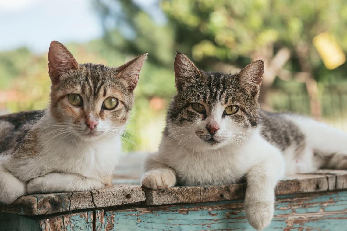 Je kat buiten laten lopen is illegaal, maar "jachtinstinct is aangeboren"