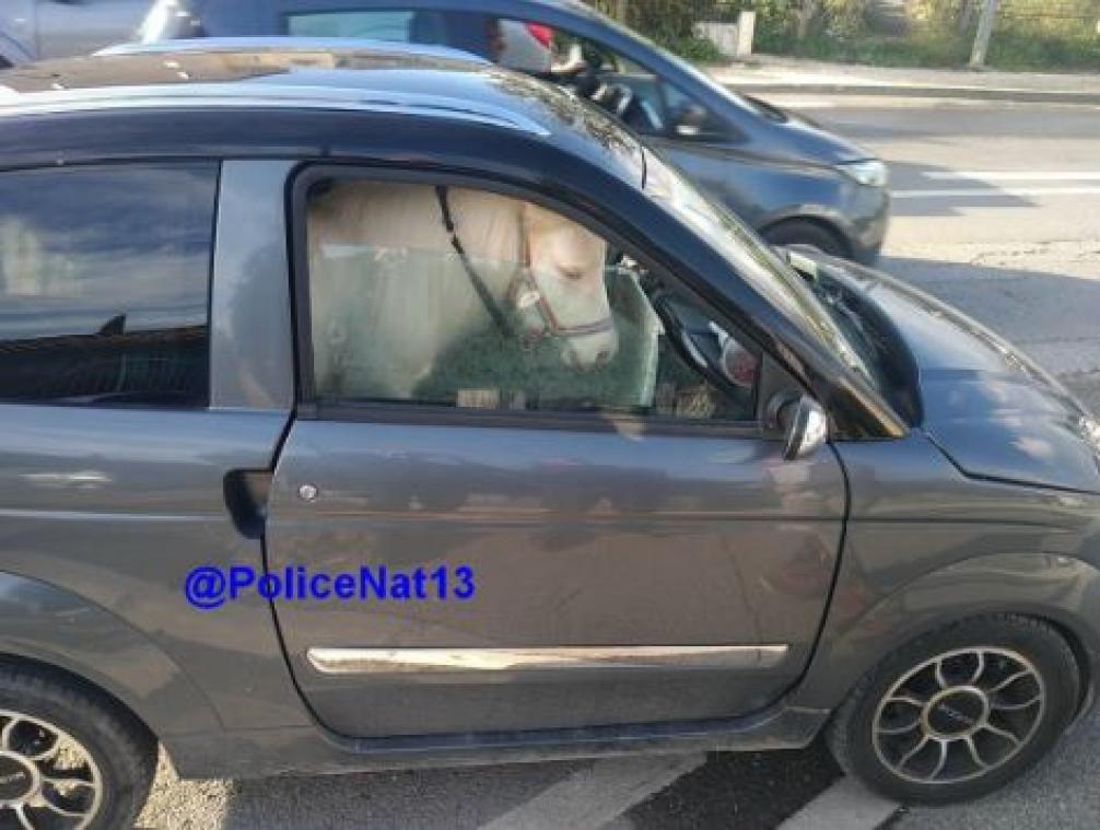 BIZAR. Vrouw rijdt rond in brommobiel met pony als passagier