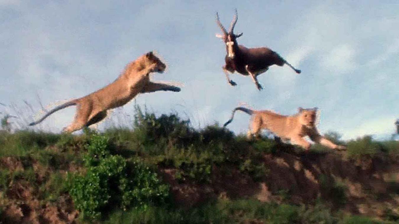 Antilope wordt door leeuw in volle vlucht meegesleurd