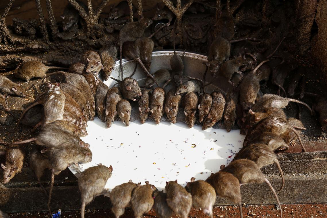 Kleine pestplaag zet zich door in China: nu al vier mensen besmet