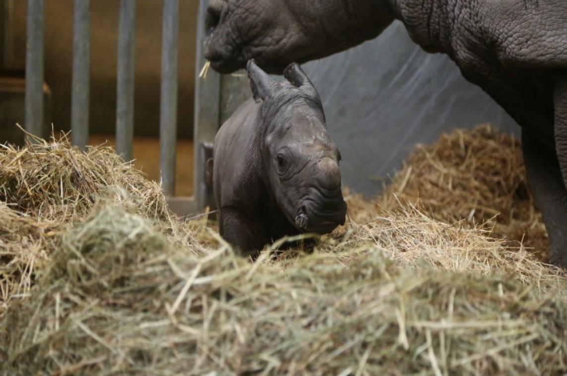 Neushoornjong geboren in Pairi Daiza