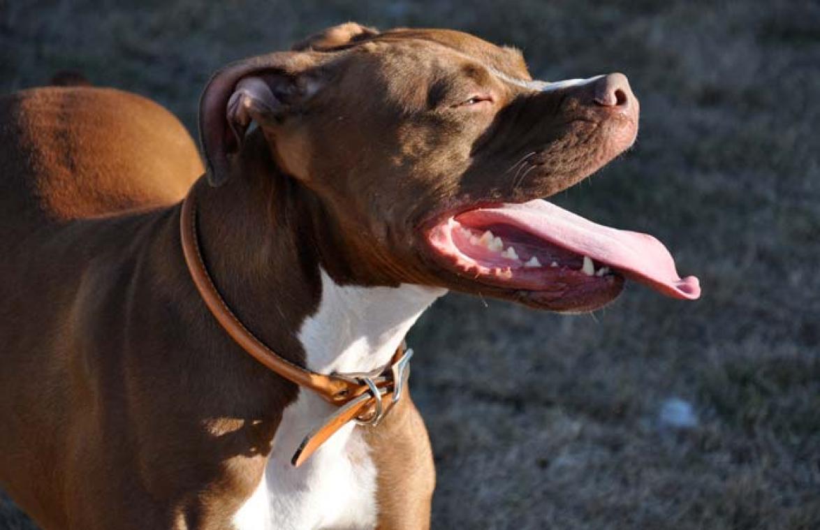 'Dierenvriendin' veroordeeld nadat ze seks had met pitbull