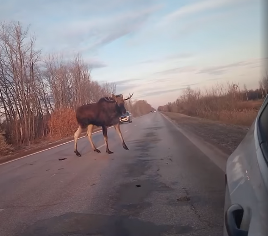 VIDEO. Beestenbos is boos: Russische chauffeur filmt hoe gigantische eland hem aanvalt