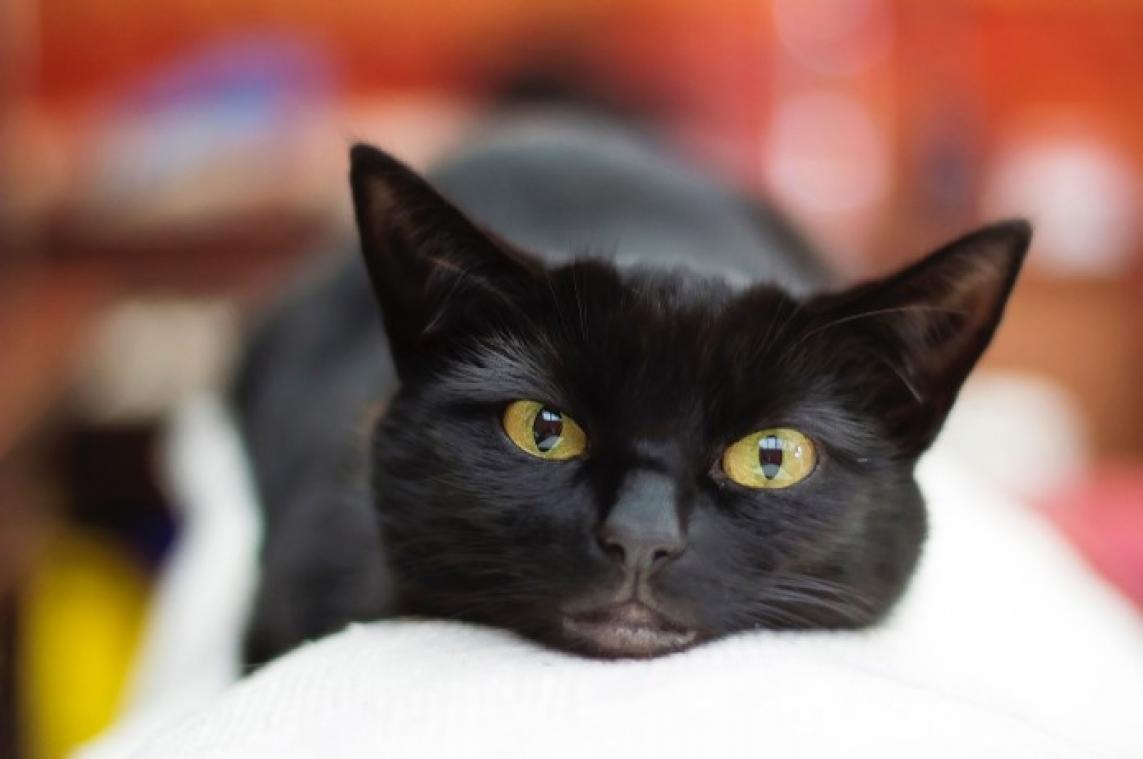 We begrijpen onze katten totaal niet