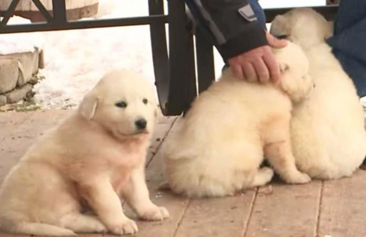 Drie puppy's aangetroffen op wel heel akelige plaats