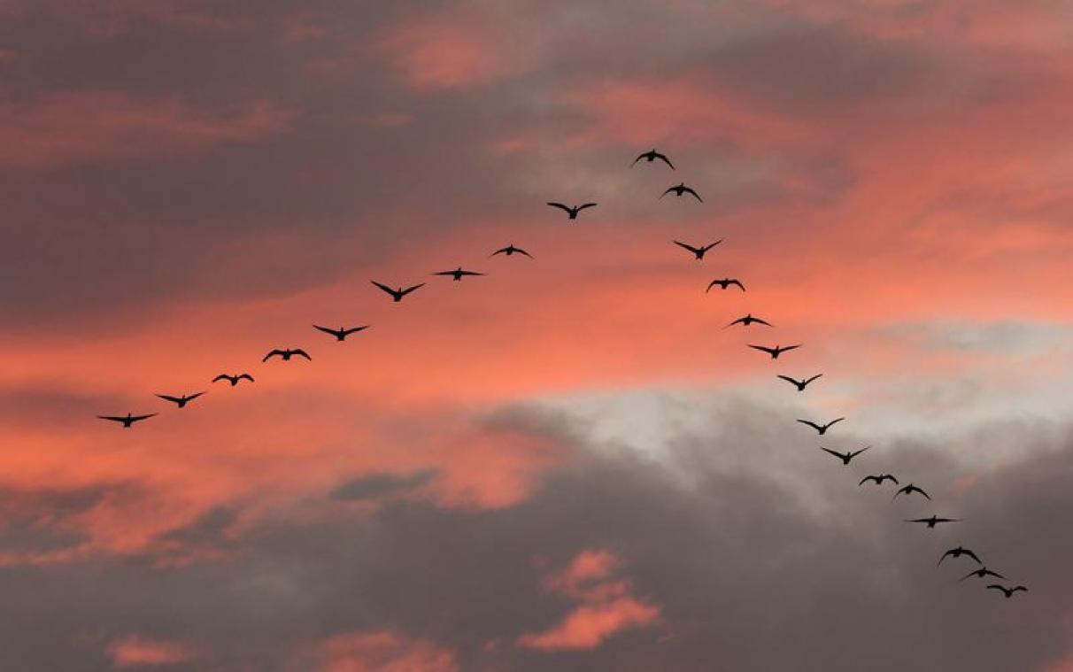 Klimaatverandering doet vogels krimpen