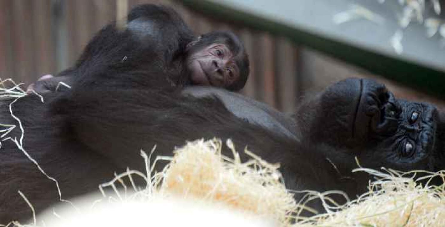 Praagse zoo is zich niet bewust van zwangere gorilla tot aan de geboorte