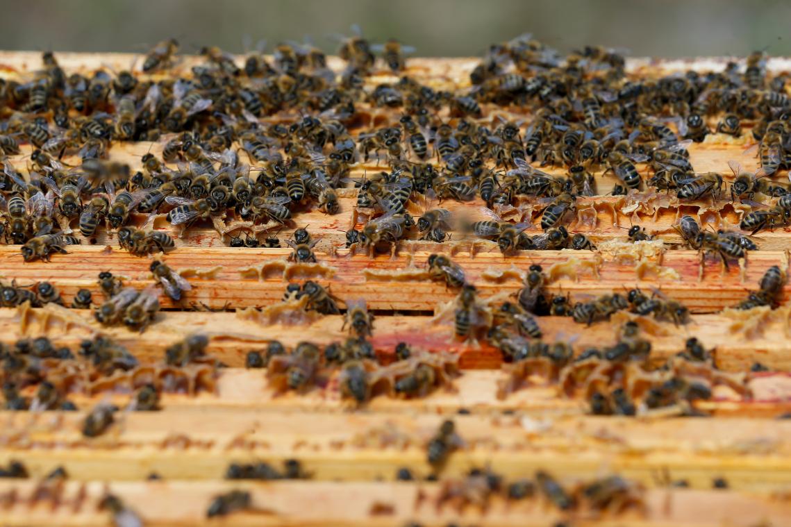 Meer dan helft van bijensoorten in ons land is verdwenen of met uitsterven bedreigd