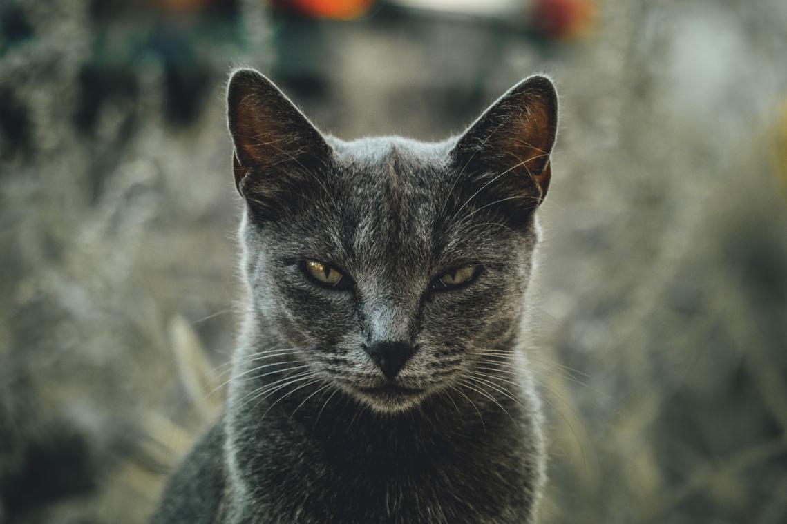 BIZAR. Kat duwt meisje van negende verdieping