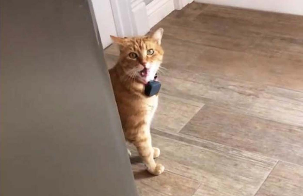VIDEO. Beleefde kat die 'goeiedag' zegt, gaat de wereld rond